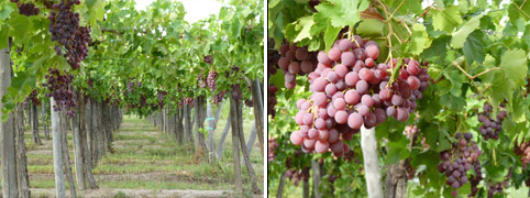Ruta del Vino la Pera y la Manzana