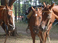 Cabalgatas Por Miramar 