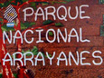 Bosque De Arrayanes 