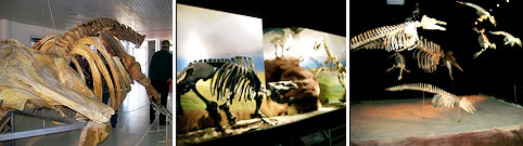 Museo Paleontolgico Egidio Feruglio 