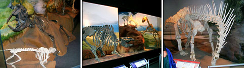 Museo Paleontolgico Egidio Feruglio 
