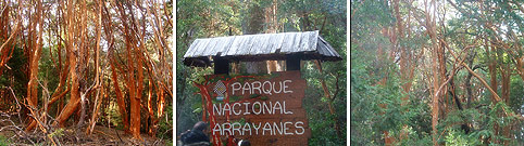 Parque Nacional Los Arrayanes