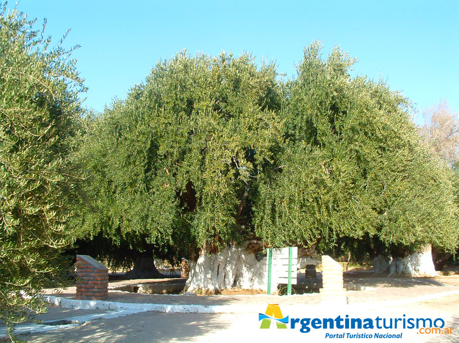 Olivo de Aimogasta - Imagen: Argentinaturismo.com.ar