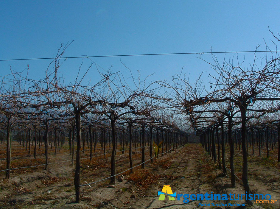 Bodegas de Anillaco - Imagen: Argentinaturismo.com.ar