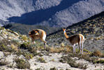 Turismo Alternativo en Antofagasta de la Sierra, Catamarca