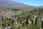 Parque Nacional Los Cardones