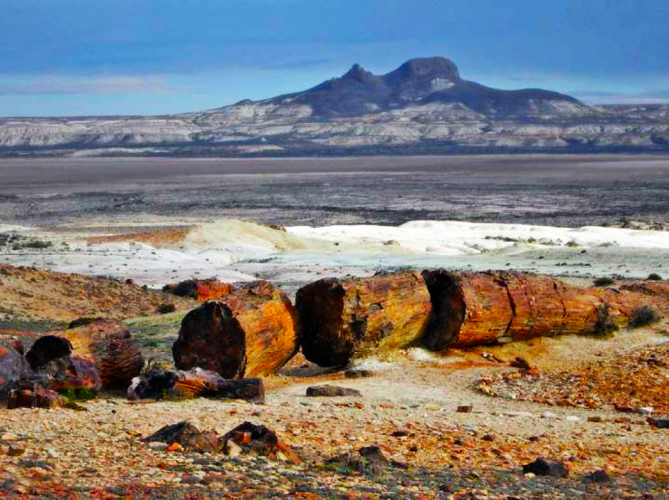 Bosque Petrificado en Caleta Olivia