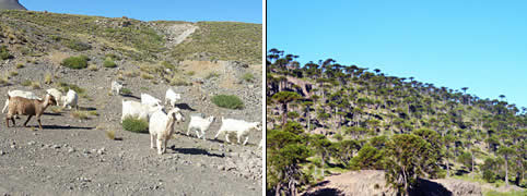 Turismo en Caviahue