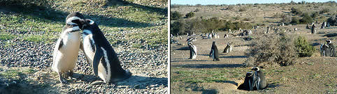 Ambientes Naturales en Chubut