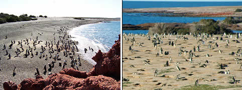 Punta Tombo en Chubut