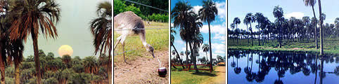 Parque Nacional El Palmar Entre Rios