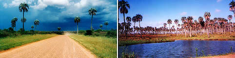 Imagen relacionada a Parque Nacional El Palmar