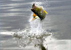 Pesca Deportiva en Corrientes