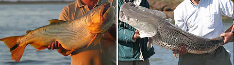 Pesca en Esteros del Ibera