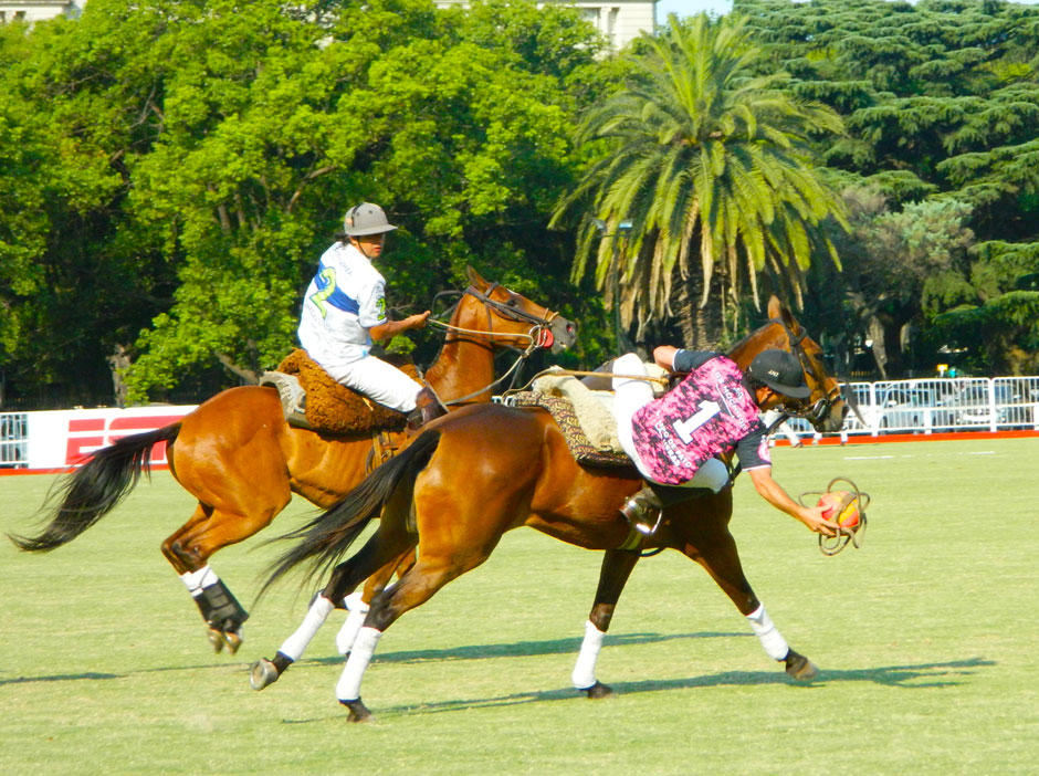 Pato en General Las Heras