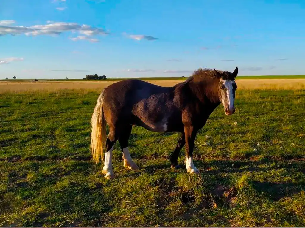Circuito Hist�rico y Productivo de Guatrache - Imagen: Argentinaturismo.com.ar