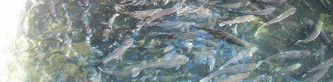 Pesca en Malargue Mendoza