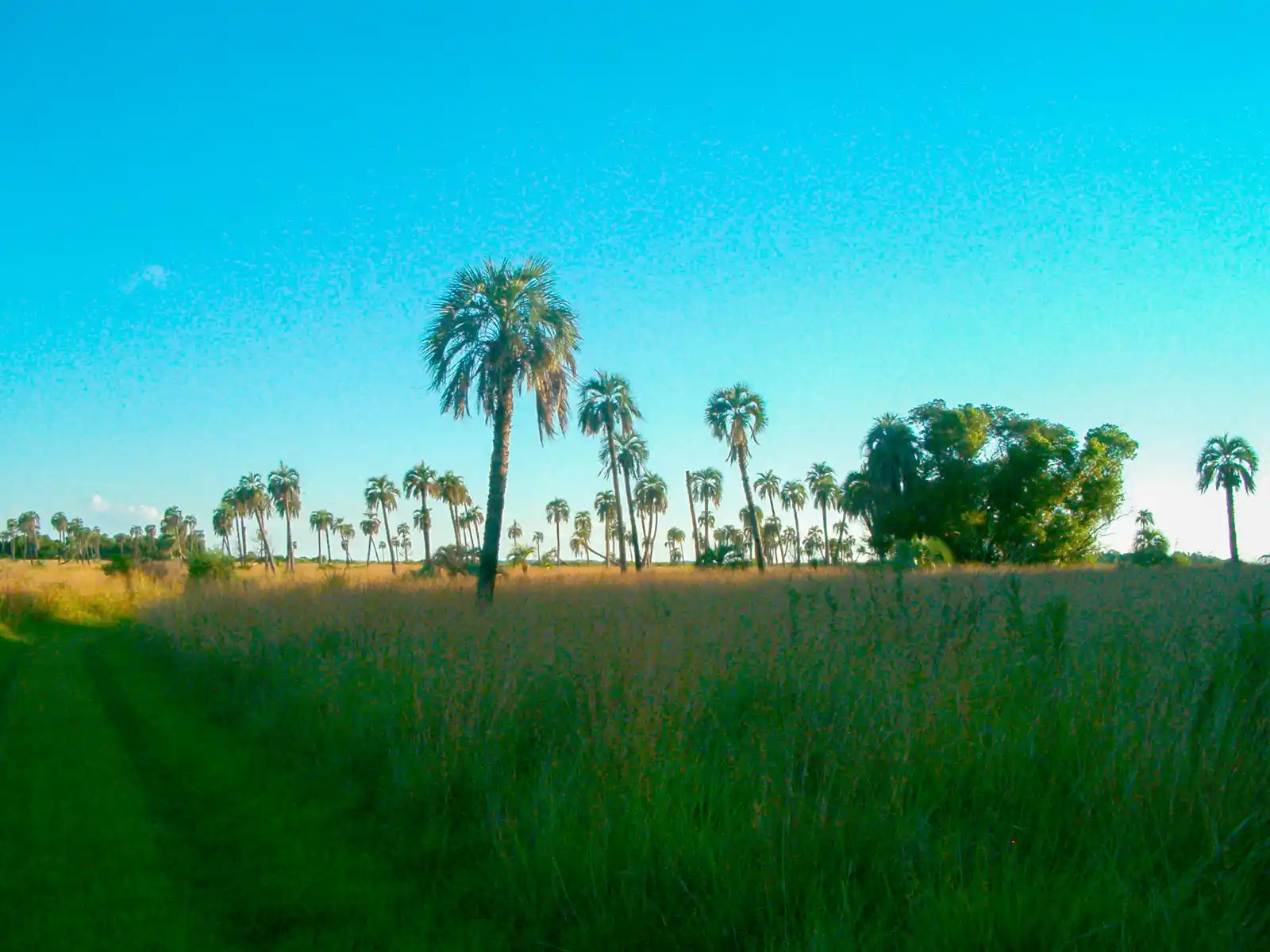 Parque Nacional Mburucuyá, Corrientes - Esteros y palmares