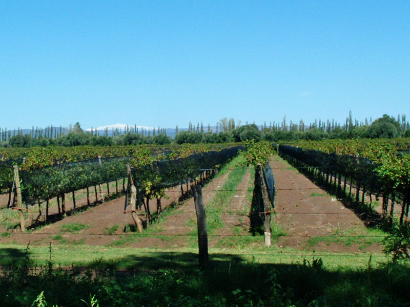 Bodegas en Mendoza - Imagen: Turismoentrerios.com