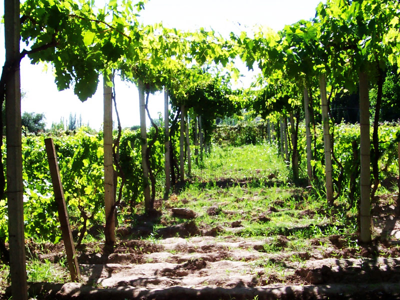 Bodegas en Mendoza - Imagen: Turismoentrerios.com