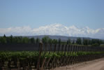 Caminos del Vino en Mendoza