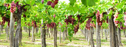 Bodegas en Neuquen