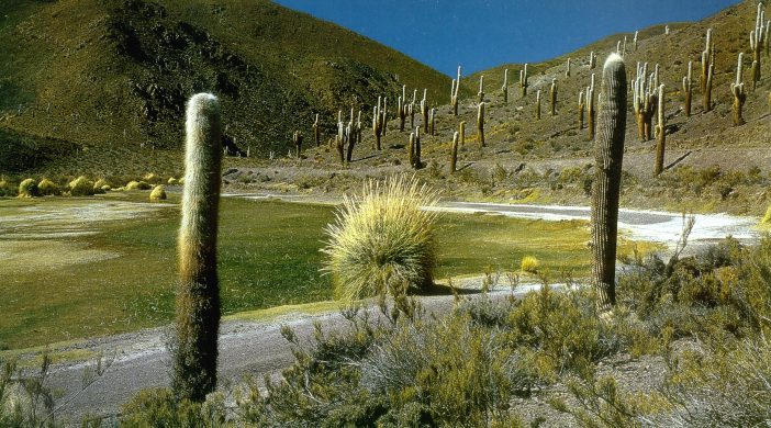 parque-nacional-los-cardones