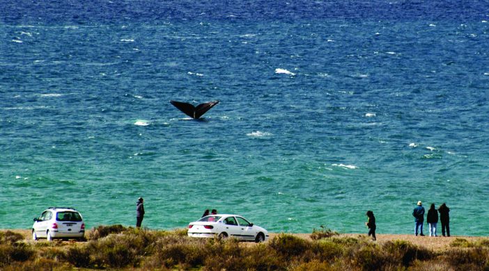 ballenas