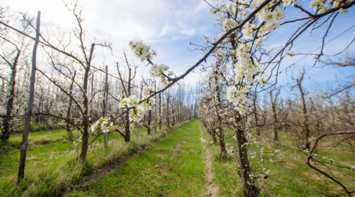 Ciruelos-en-flor-Alto-Valle-960x636