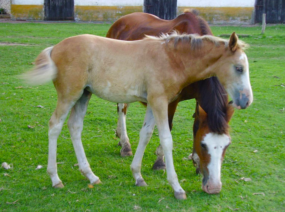 Turismo Rural en Pergamino - Imagen: Argentinaturismo.com.ar