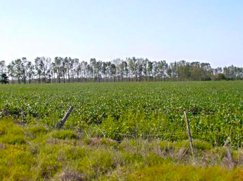 Turismo Rural en Pilar - Imagen: Argentinaturismo.com.ar