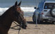 Cabalgatas en Pinamar