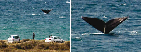 Avistajes de Ballenas en Puerto Madryn