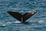 Avistaje de Ballenas en Puerto Madryn