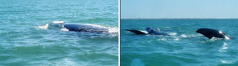 Avistaje de Ballenas en Puerto Piramides