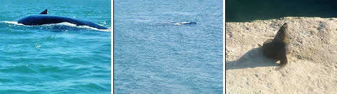 Ballena Franca Austral en Puerto Piramides