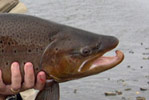 Pesca Deportiva en Ro Gallegos