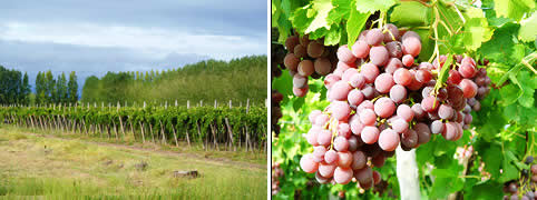 Caminos del Vino en Rio Negro