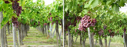 Caminos del Vino en Rio Negro