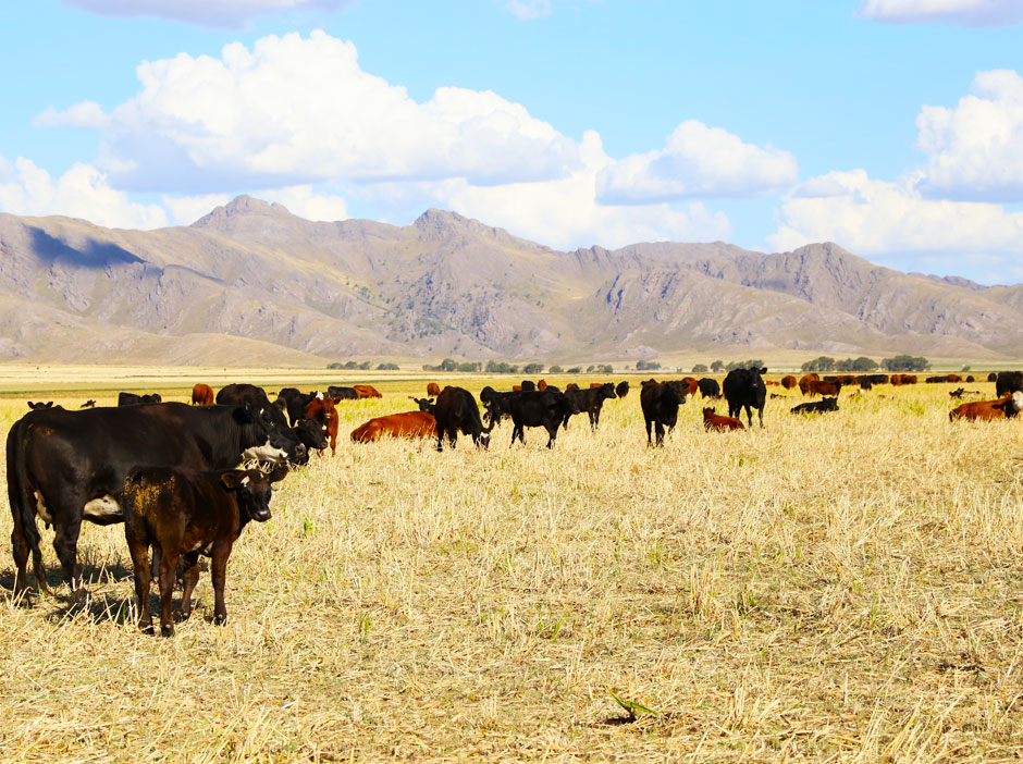 Turismo Rural en Saavedra - Imagen: Argentinaturismo.com.ar