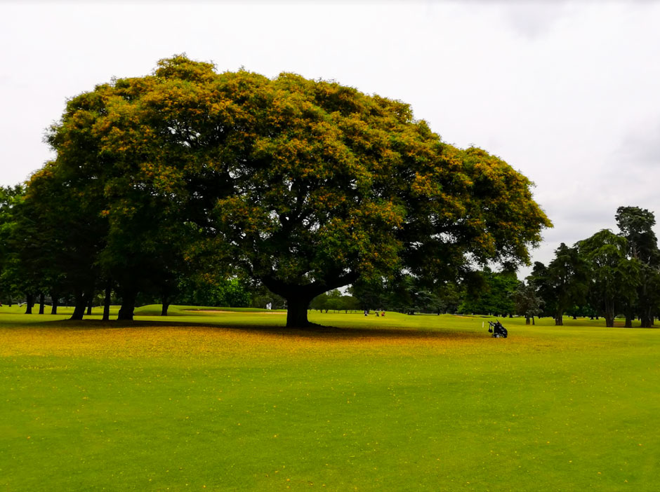 Golf en San Isidro - Imagen: Argentinaturismo.com.ar