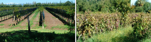 Caminos del vino San Rafael Mendoza