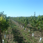 Caminos del Vino en San Rafael