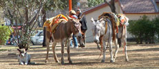 Historia de Termas de Ro Hondo