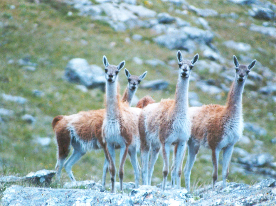 Turismo Rural en Tornquist - Imagen: Argentinaturismo.com.ar