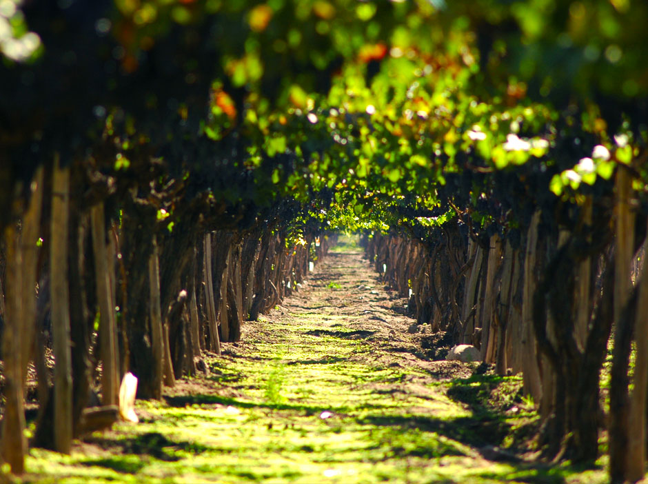 Caminos del Vino de Tunuyan - Imagen: Argentinaturismo.com.ar