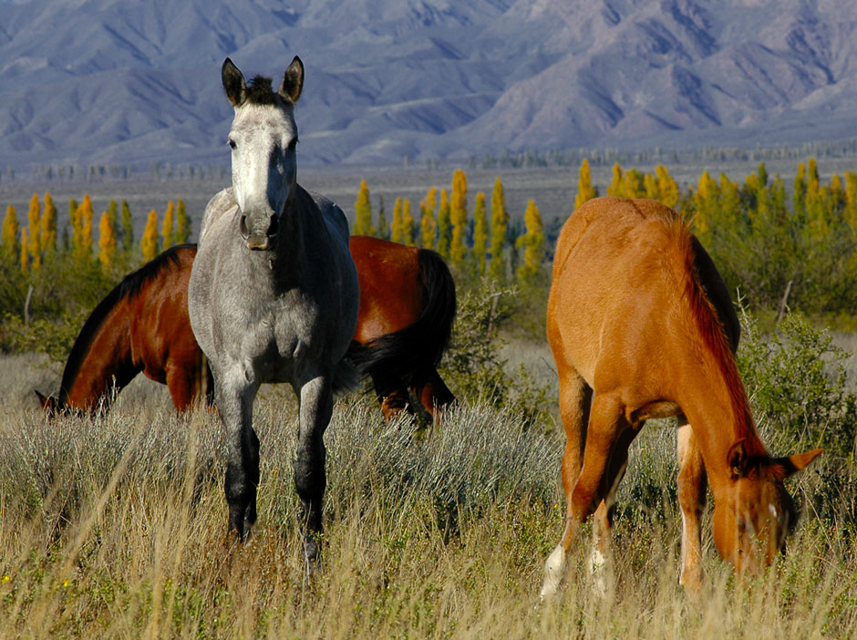 Turismo Rural de Tunuyan - Imagen: Argentinaturismo.com.ar