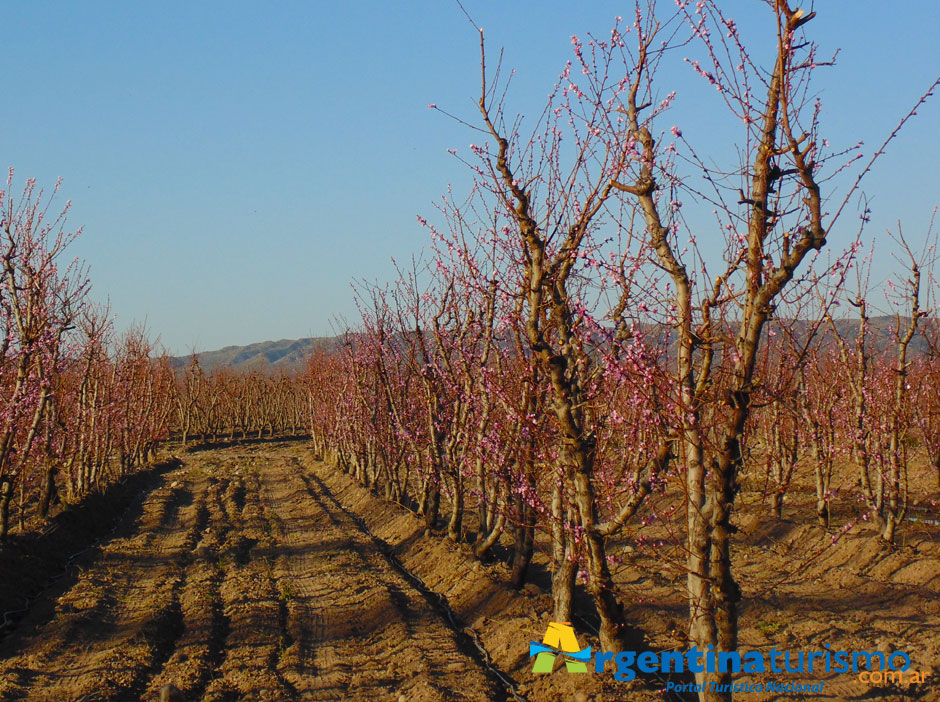 Caminos del Vino en Tupungato