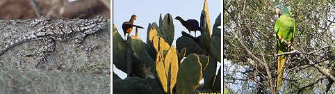 Avistaje de Fauna en Argentina