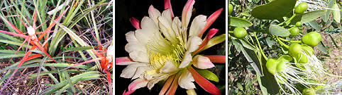 Avistaje de Flora en Argentina